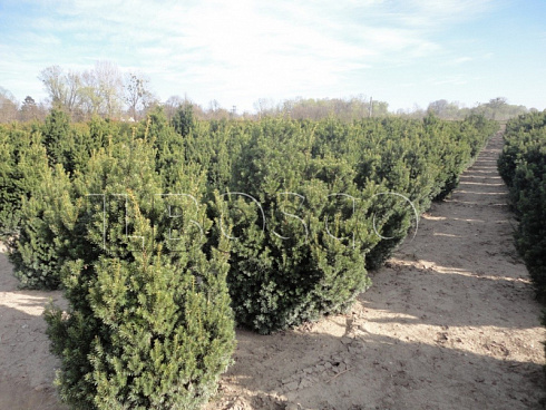 tiss-ostrokonechnyj-nana-taxus-cuspidata-nana-derevya-ryadami