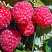 malina-obyknovennaya-gusar-rubus-idaeus-plod.jpg