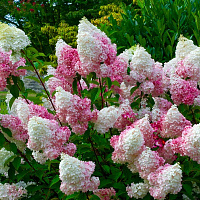 Гортензия метельчатая 'Пинк Леди' (Hydrangea paniculata 'Pink Lady')