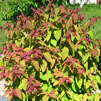 Спирея японская 'Макрофила' (Spiraea japonica 'Macrophylla')