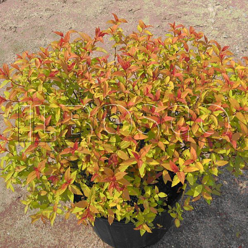 spireya-yaponskaya-goldflejm-spiraea-japonica-goldflame-sazhenec.jpg