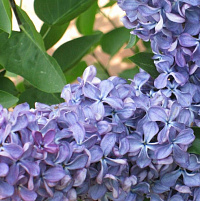 Сирень обыкновенная 'Партизанка' (Syringa vulgaris 'Партизанка')