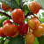 Черешня 'Фатеж' (Prunus avium 'Фатеж')