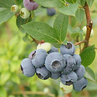 Голубика высокорослая 'Путте' (Vaccinium corymbosum 'Putte')