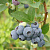 Голубика высокорослая 'Путте' (Vaccinium corymbosum 'Putte')