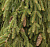 Ель обыкновенная 'Форманек' (Picea abies 'Formanek')