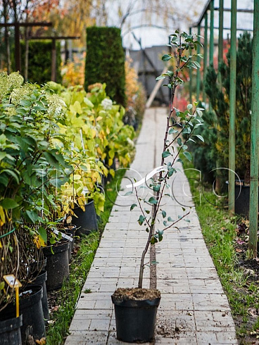 grusha-obyknovennaya-nika-pyrus-communis-sazhenec.jpg