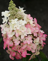 Гортензия метельчатая 'Мэджикал Везувио' (Hydrangea paniculata 'Magical Vesuvio')