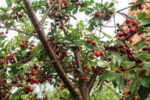 Вишня обыкновенная 'Прима' (Prunus cerasus ‘Prima’)