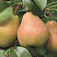grusha-obyknovennaya-kafedralnaya-pyrus-communis-sort-letnego-sroka-sozrevaniya