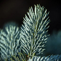 Ель колючая 'Глаука' (Picea pungens 'Glauca')