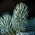 Ель колючая 'Глаука' (Picea pungens 'Glauca')