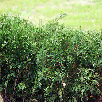 Можжевельник казацкий 'Маc' (Juniperus sabina 'Mas')