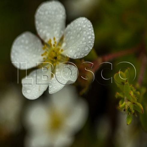 lapchatka-kustarnikovaya-abbotsvud-potentilla-fruticosa-abbotswood-cvetok.jpg