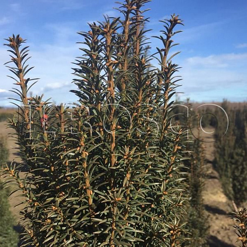 tiss-yagodnyj-taxus-baccata-overeynderii-pobeg.jpg