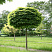 klen-ostrolistnyj-globozum-acer-platanoides-globosum-derevo
