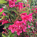vejgela-bristol-rubi-weigela-bristol-ruby-vetv.jpg