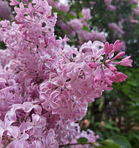 Сирень гиацинтоцветная 'Бюффон' (Syringa × hyacinthiflora 'Buffon')