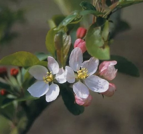 Яблоня декоративная 'Wintergold' (Malus 'Wintergold')2