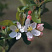 Яблоня декоративная 'Wintergold' (Malus 'Wintergold')2