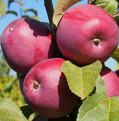 Яблоня домашняя 'Имант' (Malus domestica 'Имант')