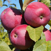 Яблоня домашняя 'Имант' (Malus domestica 'Имант')