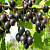 Смородина черная 'Нара' (Ribes nigra 'Нара')