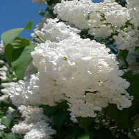 Сирень обыкновенная 'Монблан' (Syringa vulgaris 'Mont Blanc')