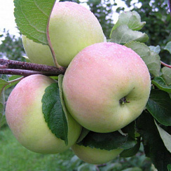 Яблоня домашняя 'Имрус' (Malus domestica 'Имрус')