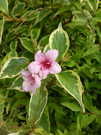 Вейгела цветущая 'Вариегата' (Weigela florida 'Variegata')