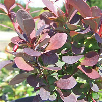 Барбарис Тунберга 'Ред Пилар' (Berberis thunbergii 'Red Pillar')