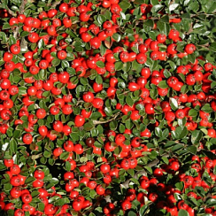 Кизильник даммера 'Корал Бьюти' (Cotoneaster dammeri 'Coral beauty')
