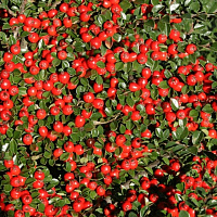 Кизильник даммера 'Корал Бьюти' (Cotoneaster dammeri 'Coral beauty')