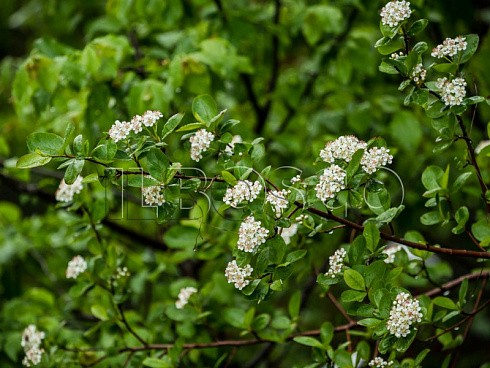 aroniya-chernoplodnaya-ryabina-chernoplodnaya-aronia-melanocarpa-chast-krony.jpg