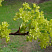 acer-platanoides-summershade-cvety