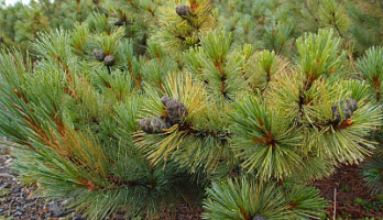 Сосна кедровая стланиковая (Pinus pumila)