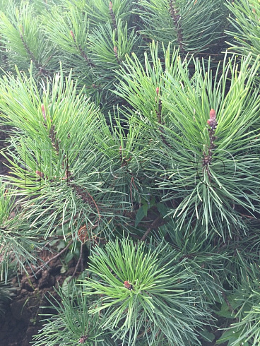 sosna-gornaya-pinus-mugo-vetv