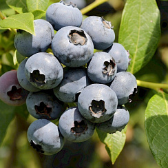 Голубика высокорослая 'Сиерра' (Vaccinium corymbosum 'North Country')