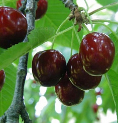 Черешня 'Ревна' (Prunus avium 'Ревна')