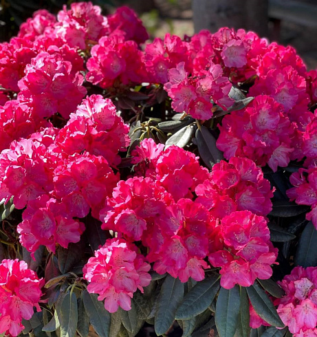 Рододендрон 'Morgenrot' (Rhododendron 'Morgenrot')