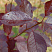 cheremuha-virginskaya-shubert-prunus-virginiana-shubert-list