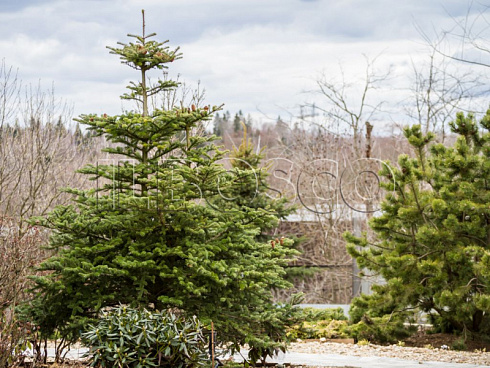 pihta-korejskaya-abies-koreana-derevo.jpg