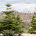 pihta-korejskaya-abies-koreana-derevo.jpg