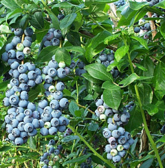 Голубика высокорослая 'Спартан' (Vaccinium corymbosum 'Spartan')
