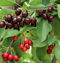 Черешня дерево-сад 2 сорта (Prunus avium)