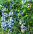 Голубика высокорослая 'Спартан' (Vaccinium corymbosum 'Spartan')