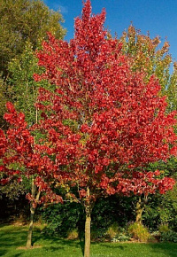 Клен Фримана 'Армстронг' (Acer freemanii 'Armstrong')