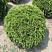 tuya-zapadnaya-danika-thuja-occidentalis-danica-sazhency