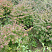 beresklet-krylatyj-kompaktus-euonymus-alatus-compactus-sazhency.jpg