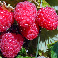 Малина обыкновенная 'Гусар' (Rubus idaeus 'Гусар')
